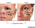 Eustachian tube
