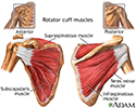 Rotator cuff muscles