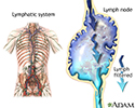Lymphatic system