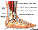 Ankle anatomy