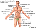 Anatomical landmarks adult - front
