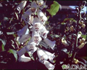 Foxglove (Digitalis purpurea)