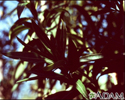Oleander (Nerium oleander)