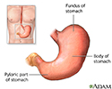 Stomach anatomy