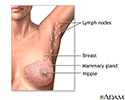 Mastectomy - series - Normal anatomy