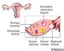 Follicle development