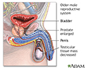 Aged male reproductive system