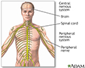 Central nervous system and peripheral nervous system
