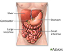 Digestive system organs