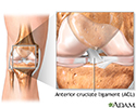Normal knee anatomy