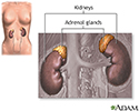 Adrenal glands