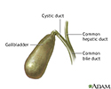 Gallbladder anatomy