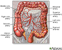 Blood supply of the large intestine