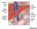Liver blood supply