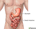 Stomach and small intestine