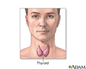 Thyroid gland