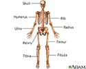 Anterior skeletal anatomy