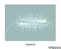 Bacteria