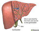 Bile produced in the liver
