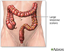 Large intestine anatomy