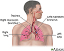 Respiratory system