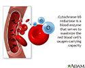 Cytochrome b5 reductase blood test