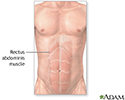 Abdominal muscles
