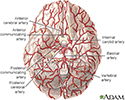 Arteries of the brain
