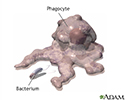 Phagocytosis