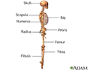 The skeleton (lateral view)