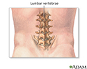 Lumbar vertebrae