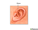 Pinna of the newborn ear