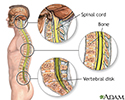 Spinal anatomy
