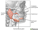 Head and neck glands