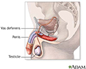 Male reproductive system