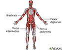 Deep anterior muscles
