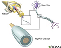 Myelin and nerve structure