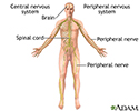 Nervous system