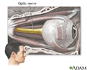 Optic nerve