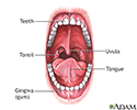 Oral anatomy