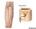 Blood supply to bone