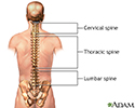 Posterior spinal anatomy