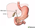 Gallbladder anatomy