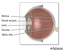 Internal eye anatomy