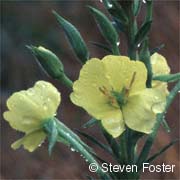 Evening Primrose