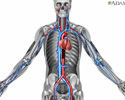 Blood flow
