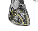 Cardiac conduction system