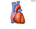Heartbeat